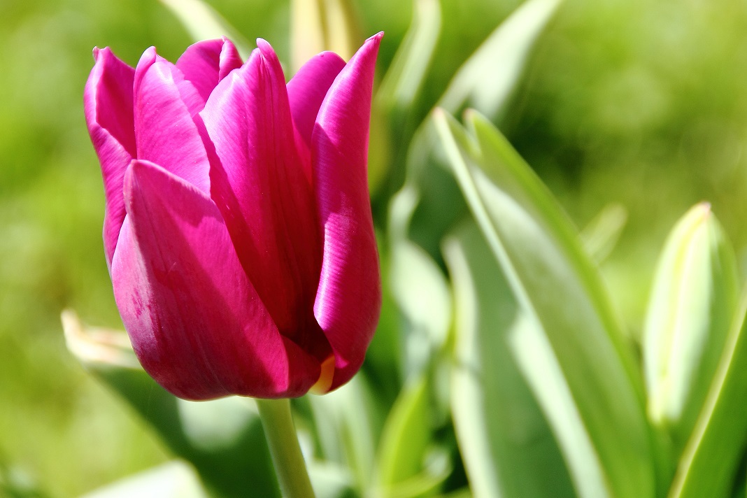 Tulips_03