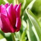 Tulips_03