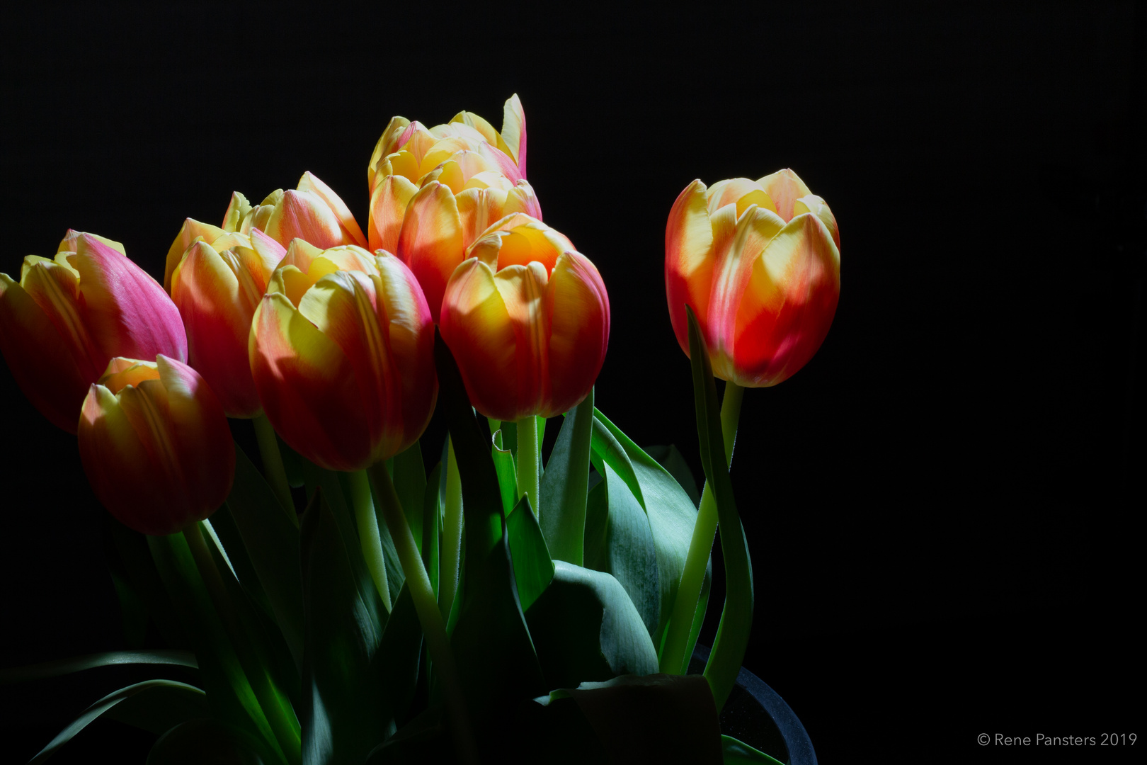 Tulips_0848