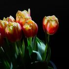 Tulips_0848