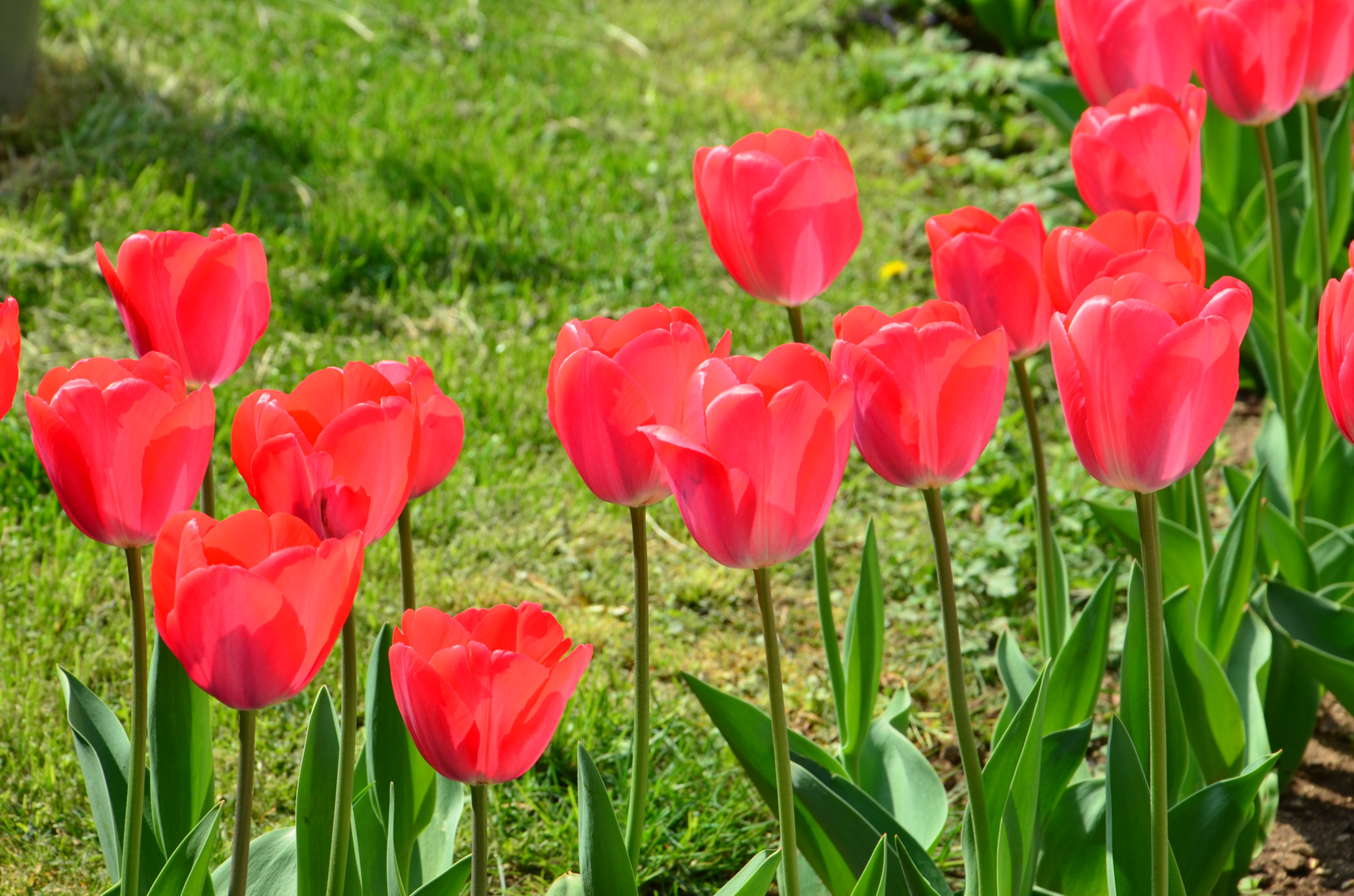 Tulips_1