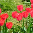 Tulips_1