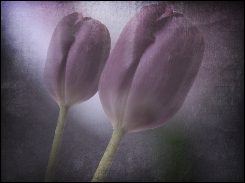 tulips...2