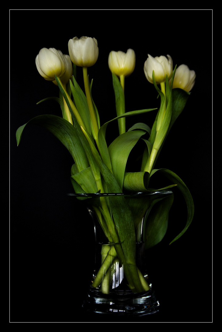 Tulips2