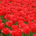 tulips3 - red