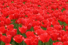 tulips3 - red