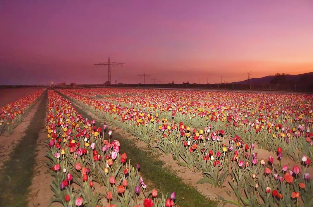 Tulipsunset*