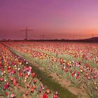 Tulipsunset*