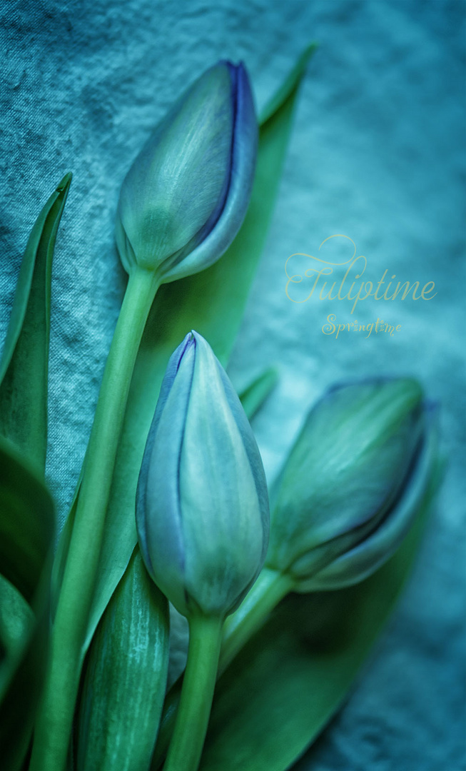Tuliptime