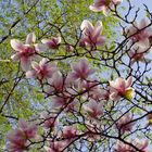 Tuliptree