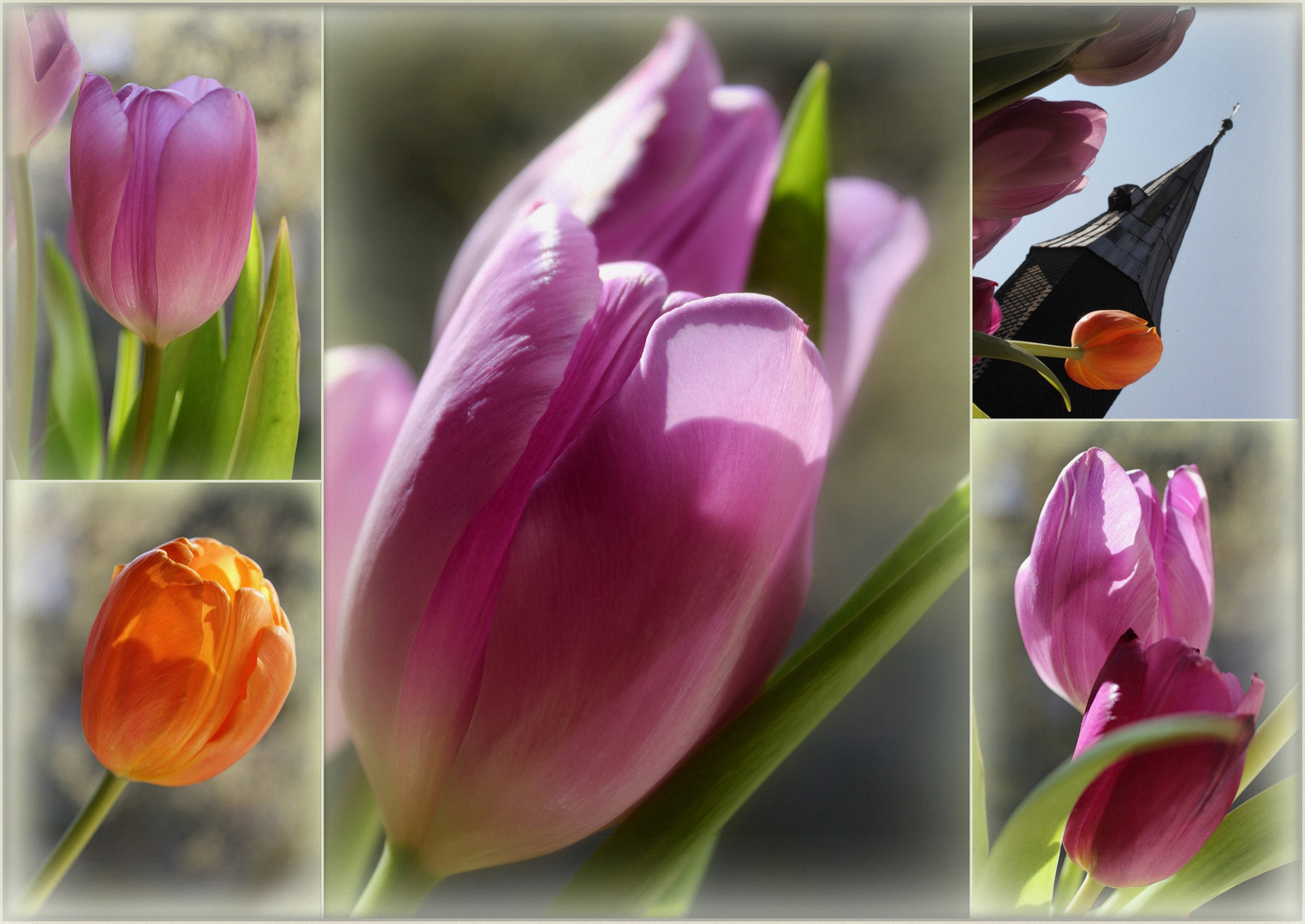 °°°tulip°°Tulpe°°tulipa°°°