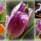 °°°tulip°°Tulpe°°tulipa°°°