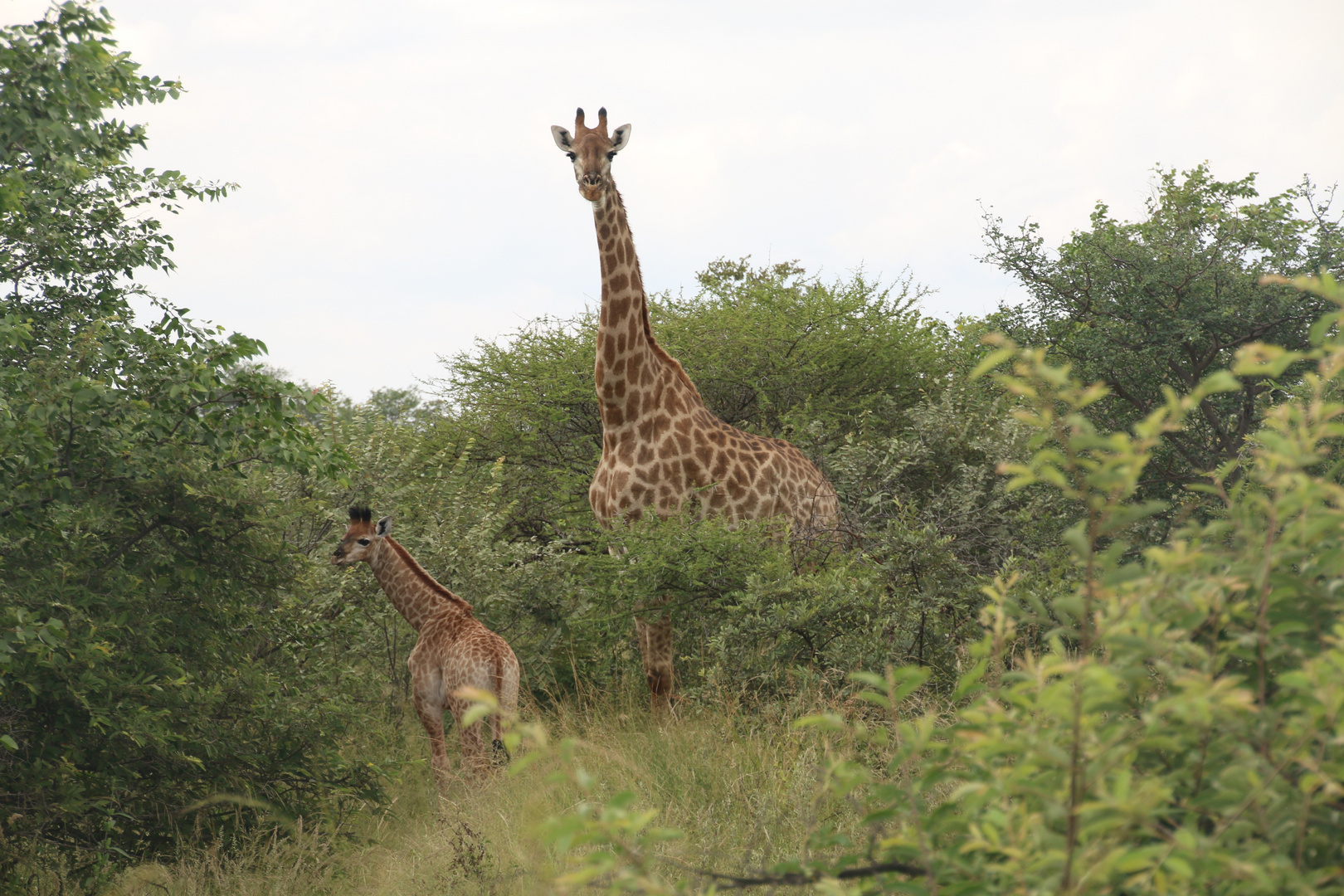 Tulli Block , Botswana 