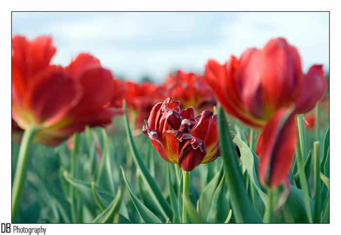 Tullips