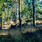 Tullviksbäcken Naturreservat in der Nähe von Grisslehamn.