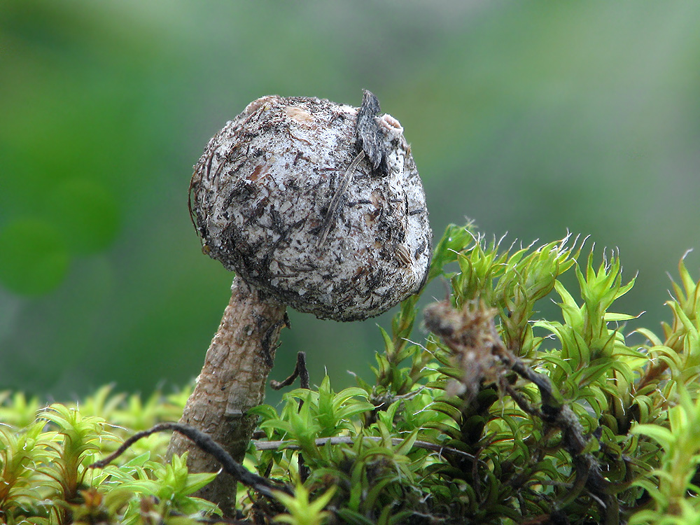 Tulostoma brumale