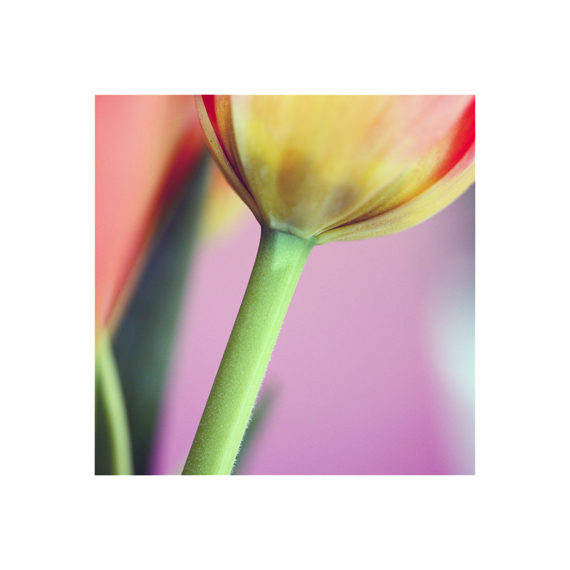 tulp