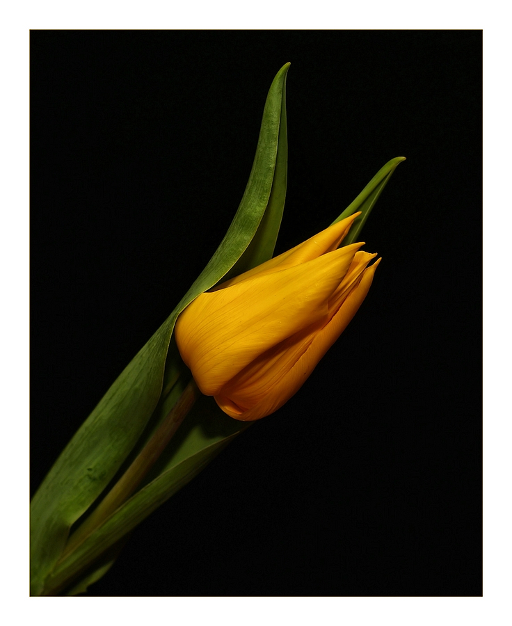 Tulp