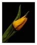 Tulp by marij van der meijs 