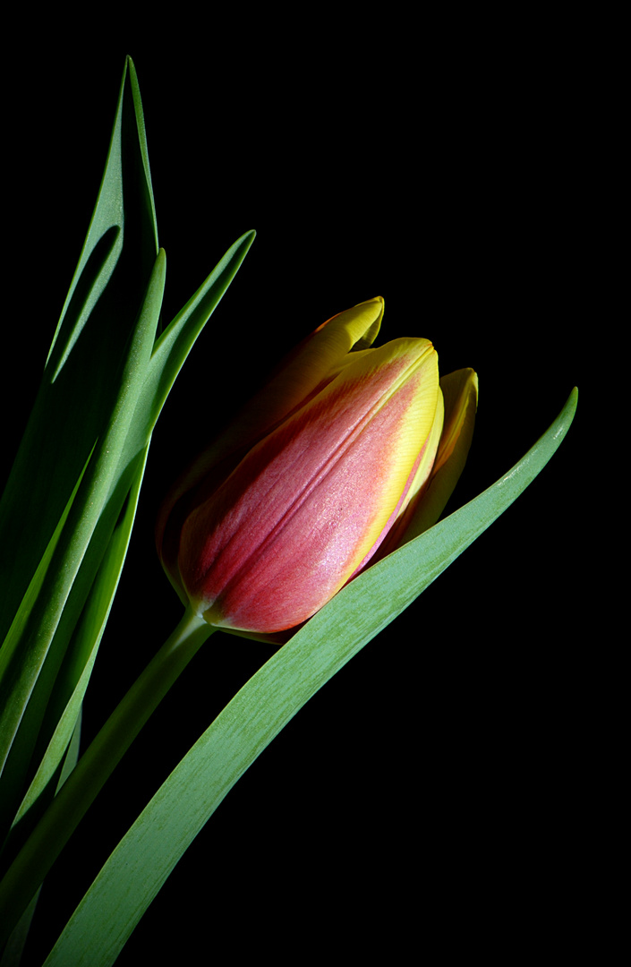 Tulpe 002