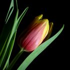 Tulpe 002