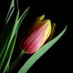 Tulpe 002