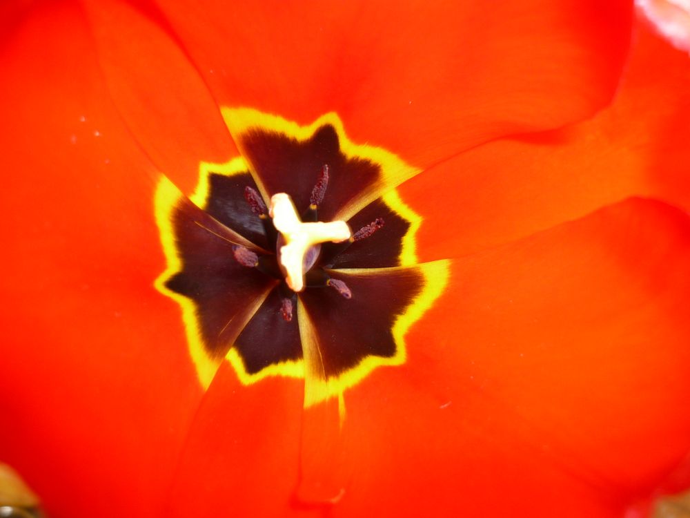 tulpe von Votoman 