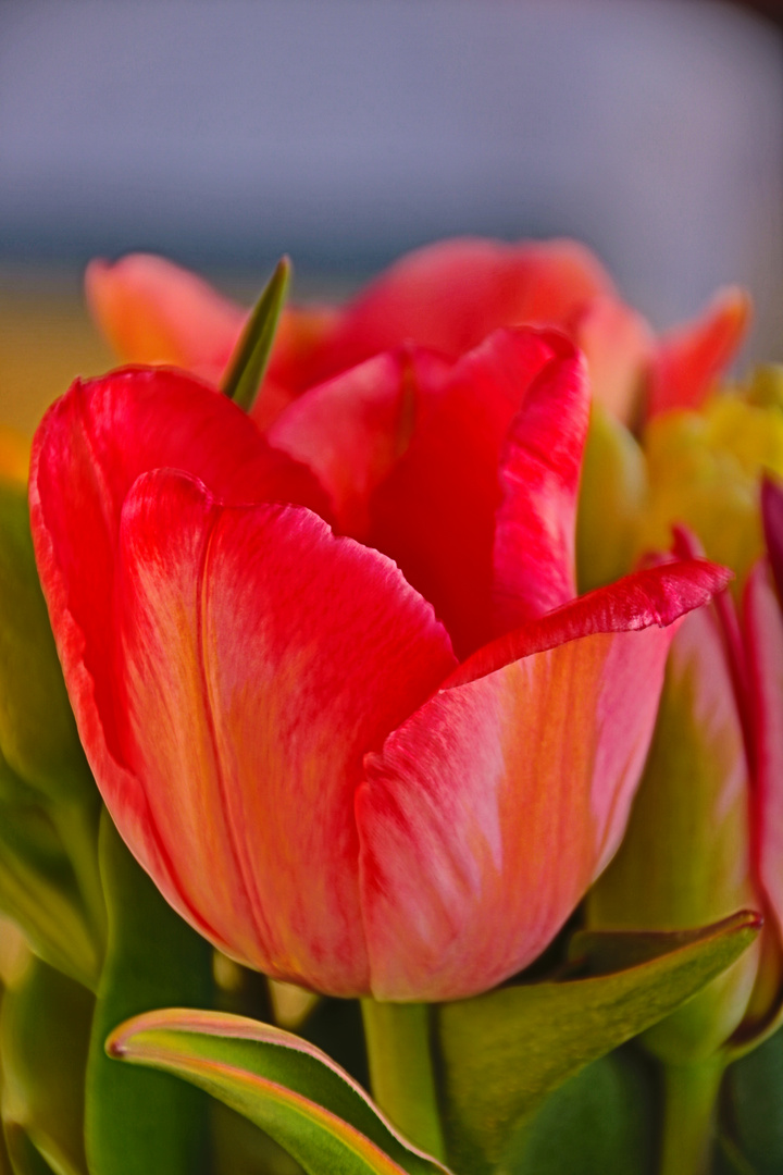 Tulpe 003