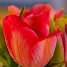 Tulpe 003