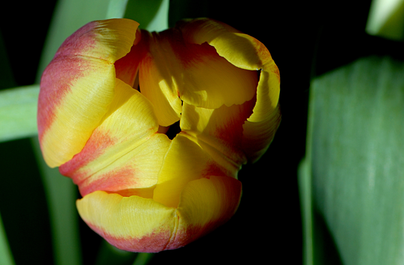 Tulpe 003