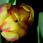 Tulpe 003