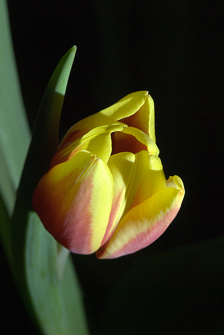 Tulpe 004