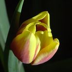 Tulpe 004