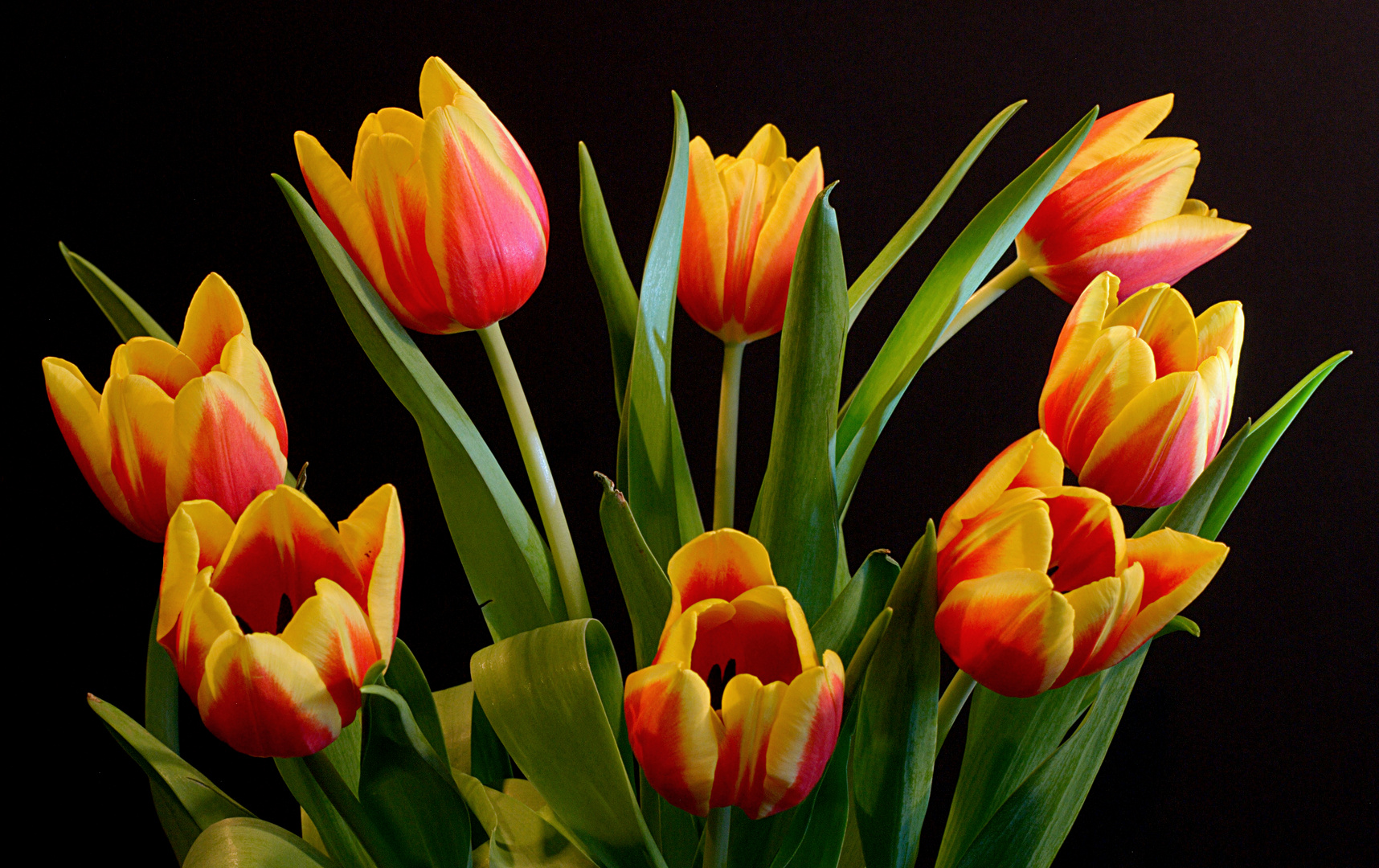 Tulpe 008