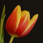 Tulpe 009