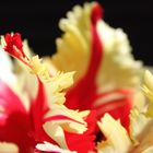 Tulpe