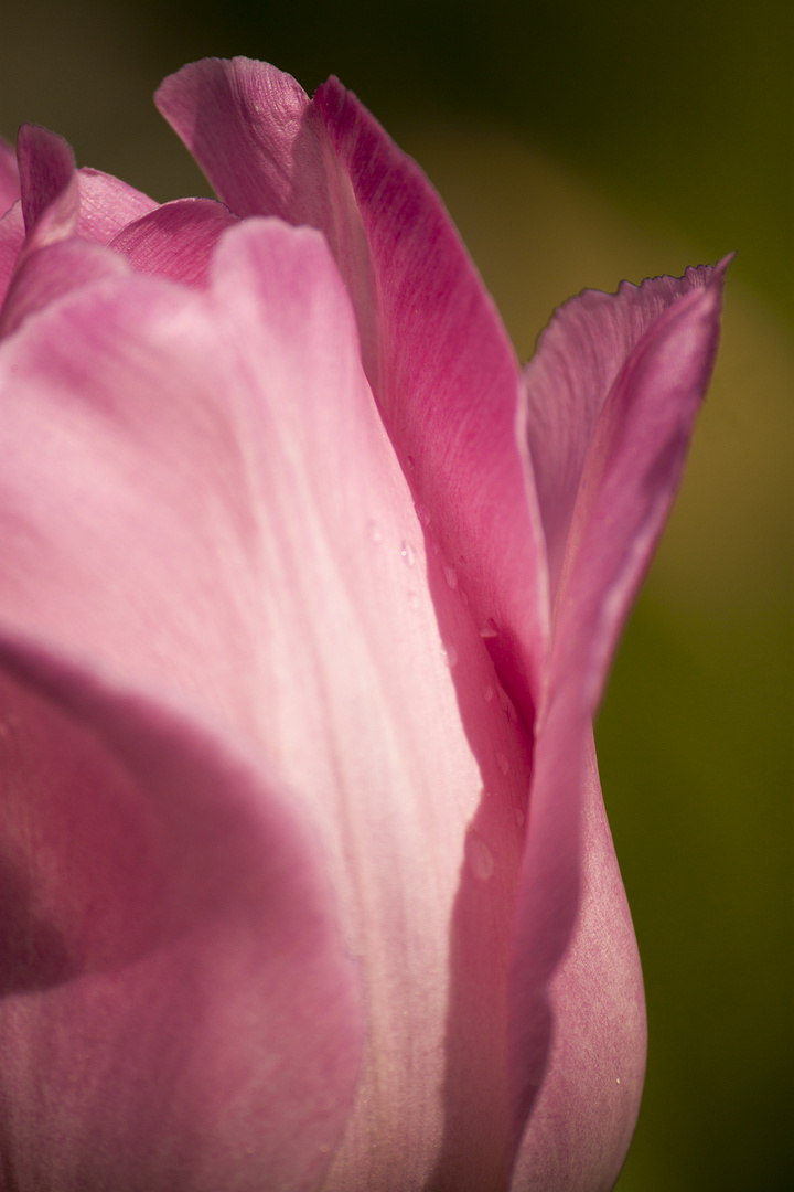 Tulpe