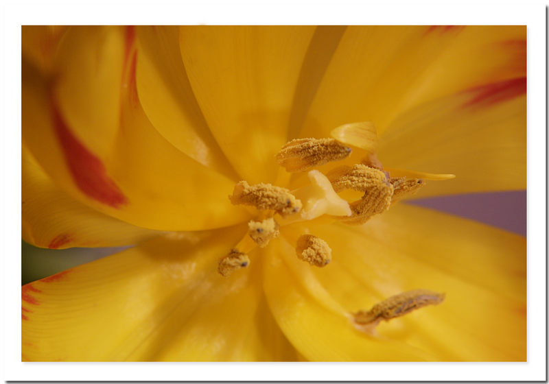 Tulpe 01