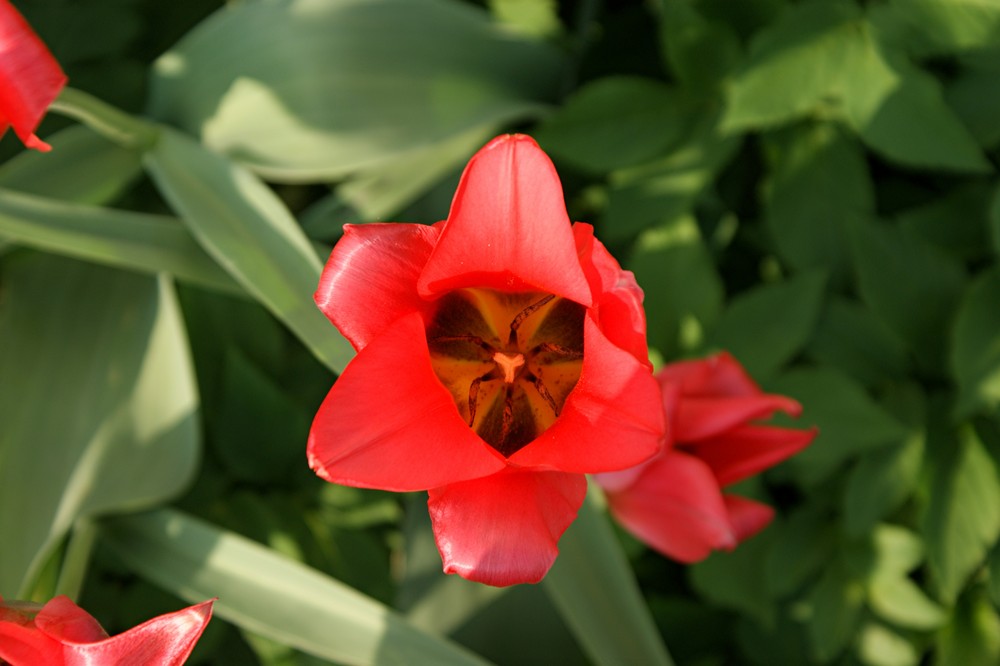 Tulpe 01