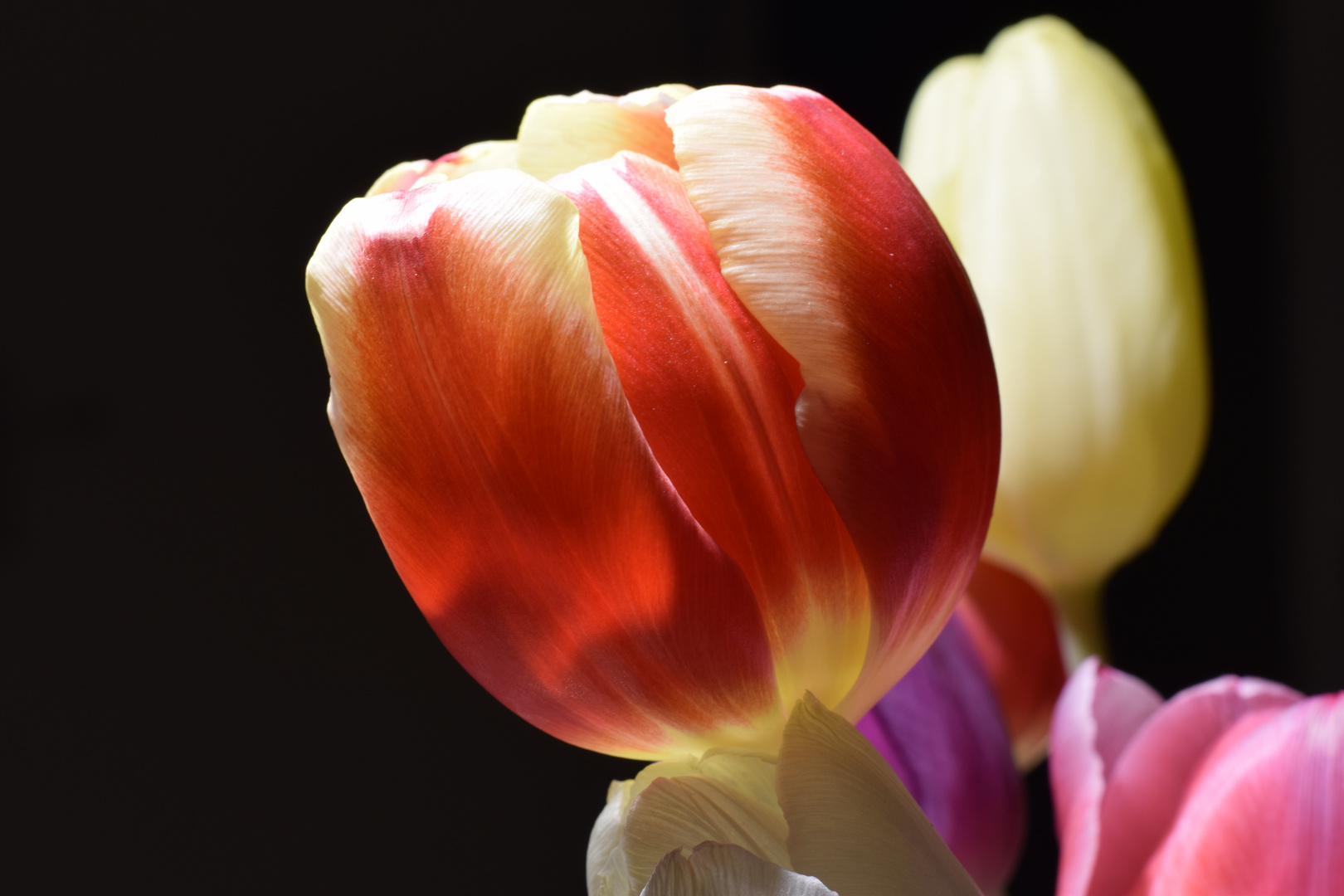 Tulpe 01