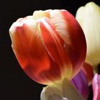 Tulpe 01