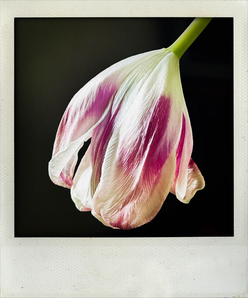 Tulpe 01 Polaroid