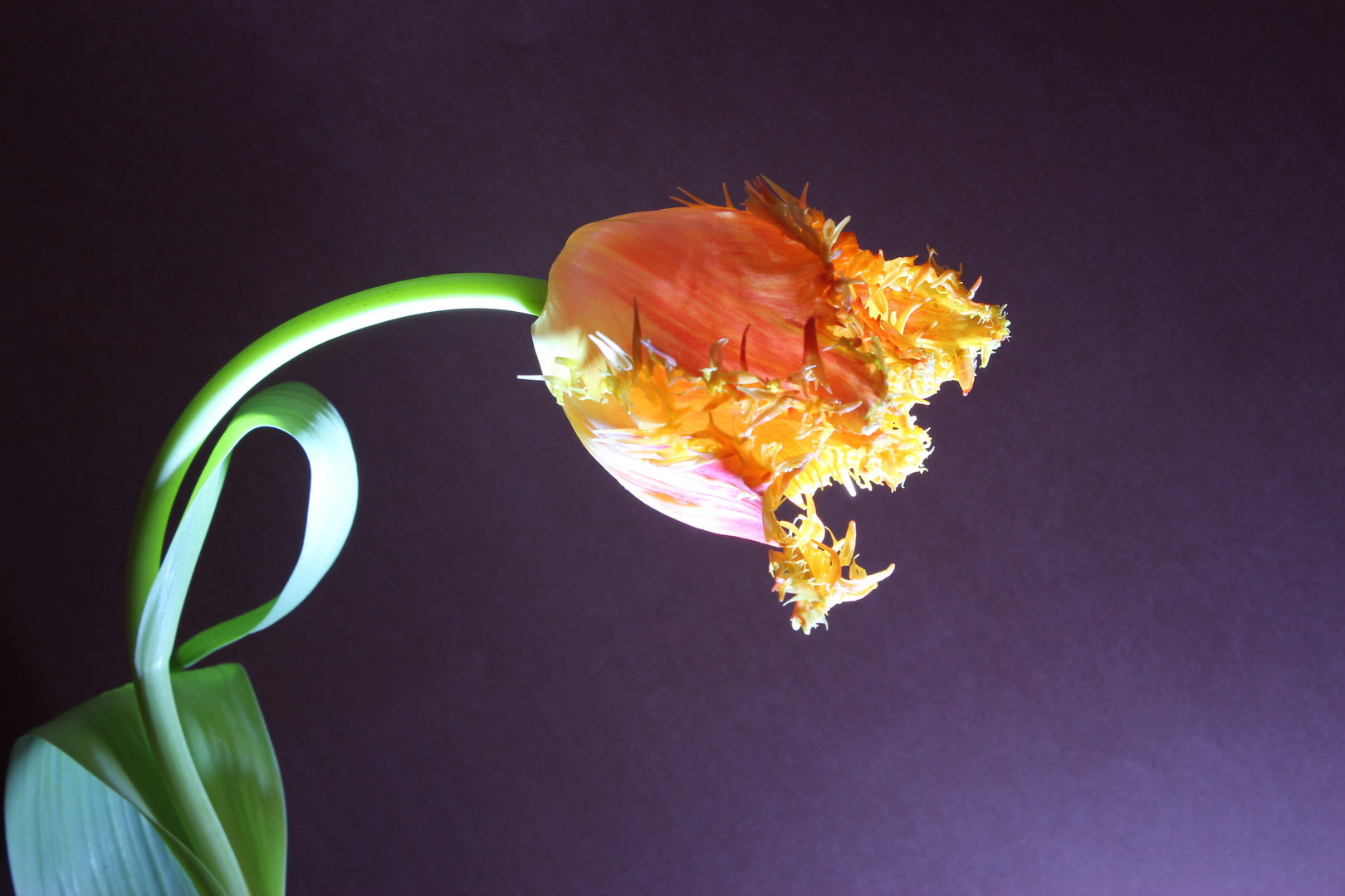 Tulpe 02