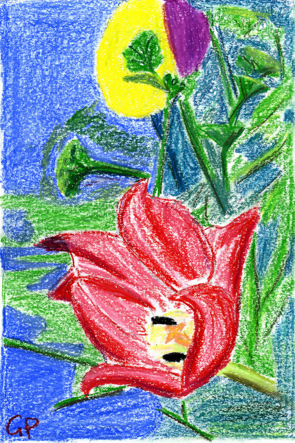 Tulpe 02