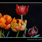 Tulpe 02