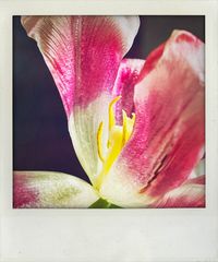 Tulpe 02 Polaroid