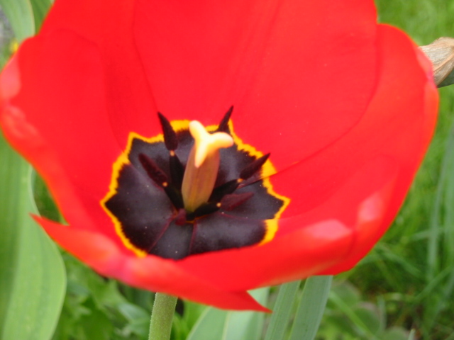 Tulpe