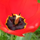 Tulpe