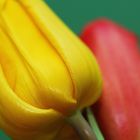 Tulpe