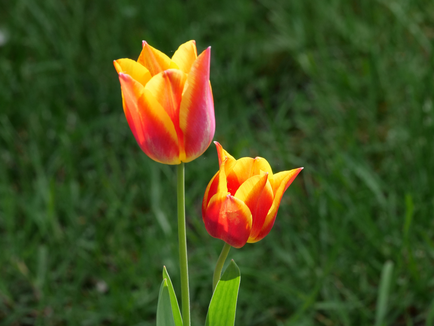 Tulpe